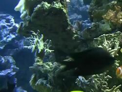 Coral colony on the reef - time lapse Stock Footage