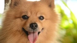 Happy Face Pomeranian Dog Stock Footage