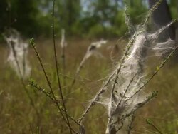 MS Web on branches / Normanton, Queensland, Australia Stock Footage