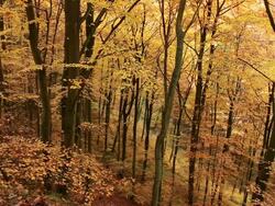 MS View of autumn forest  / Kastel-Staadt, Rhineland-Palatinate, Germany Kastel-Staadt, Rhineland-Palatinate, Germany Stock Footage