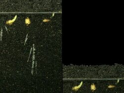 T/L of growing wheat (genus: Triticum, family: Poaceae) seeds below and above the surface. Shooting was done with 3072x2304 pixels Canon camera and took 2 days, 10 hours. Stock Footage