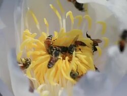 Work bees on white Water Lily. Stock Footage