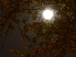 Fullmoon passing behind a tree Stock Footage