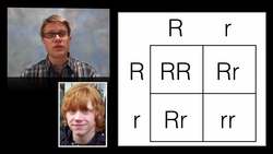 Hardy-Weinberg Punnett Square Instructional Video