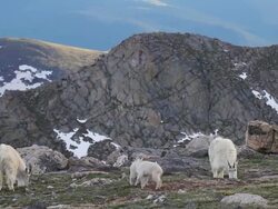 MS TD Shot of Mountain goat (Oreamnos americanus) nannys graze as newborns jumping high in air and twist and spin with scenic snow covering peaks in back side / Idaho springs, Colorado, United States Stock Footage