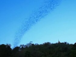 Bats in twilight. Stock Footage