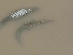 Swiming croc Stock Footage