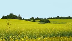 Canola Flower Field 4K Background Stock Footage