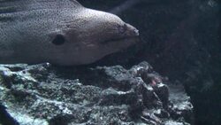 Eel Stock Footage
