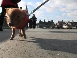 Manuka the Micro Pig's Trip To London Stock Footage