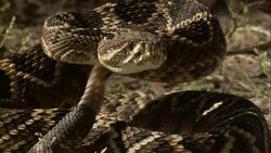 A rattlesnake coils, flicks its tongue and shakes its rattle. Stock Footage
