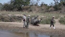 CLEAN : FILE: S Africa wont seek to legalise rhino horn trade govt News Clip