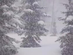 Snow falling in the forest Stock Footage