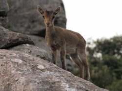 F/S young wild goat Stock Footage
