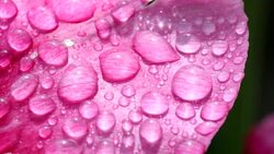Raindrops on a pink tulip petal. Stock Footage