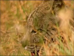Iberian Lynx (Lynx Pardinus) in wild, lying in grass, panting, tufted ears, Sierra Morena, Andalucia, Southern Spain Stock Footage