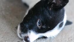 Sick puppies Stock Footage