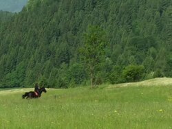 SLO MO Horseriding In Nature Stock Footage