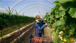 Female farm worker picks strawberries in poly tunnel during harvest. Stock Footage