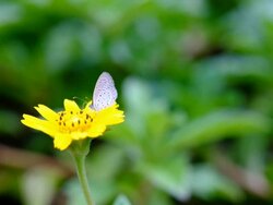 Monarch Butterfly feeding on flower - Stock Video Stock Footage