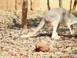 Kangaroo Stock Footage