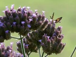 Purple flower and moth Stock Footage