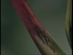 CU Tilt down leaf stalk to ant, Amazon Stock Footage