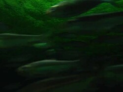 School of Fish Stock Footage