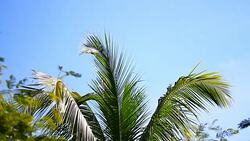 Movement of coconut tree Stock Footage
