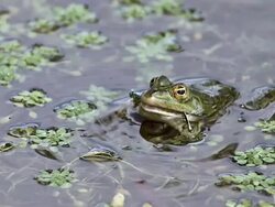 CU SLO MO Edible Frog, rana esculenta, Adult with Prey and Dragonfly in Mouth / Vieux Pont, Normandy, France Stock Footage