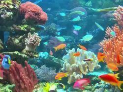 Coral colony on the reef Stock Footage