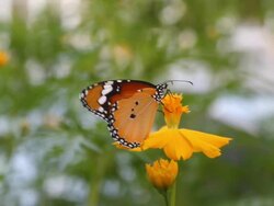 Butterfly Stock Footage