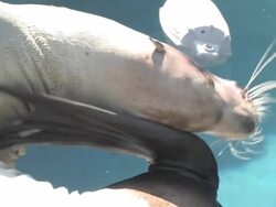 Itching sea lion Stock Footage