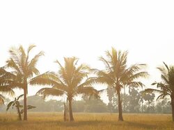 Coconut trees planted Stock Footage