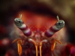 Pagurus bernhardus crab in the Abyss Stock Footage
