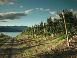 Shrubs apples extending on the plot of an orchard Stock Footage