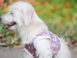 Dog Scratching Stock Footage