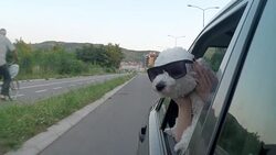 Poodle with style in a moving car Stock Footage