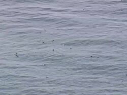 MS AERIAL Shot of puffin flying over ocean /Iceland Stock Footage