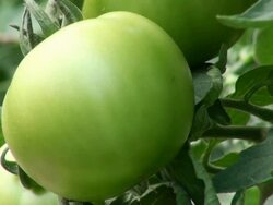 ECU Shot of solanum lycopersicum or tomato / Serrig, Rhineland-Palatinate, Germany Stock Footage