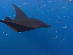 Manta Rays over Sea Mount, Mexico  Stock Footage
