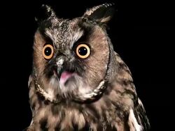 CU Shot of Long Eared Owl ( asio otus) Portrait of Adult with Open Beak / Vieux Pont en Auge, Normandy, France  Stock Footage