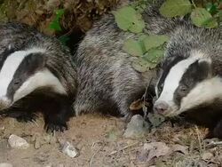 CU TS Shot of European Badger, meles meles, Pair, Normandy / Calvados, Normandy, France Stock Footage