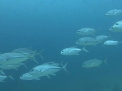Shoal of Jack Fish Stock Footage