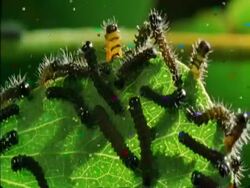 CU Caterpillars crawling around leaf, Botswana, Africa Stock Footage
