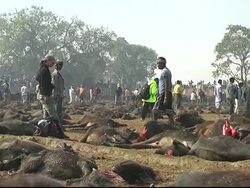 CLEAN: World's 'biggest animal sacrifice' held in Nepal News Clip