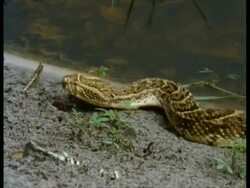 MS snake with patterned body, moves along shoreline by waters edge Stock Footage