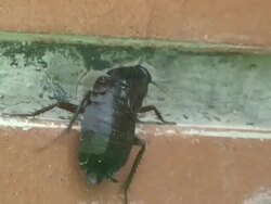 Cockroach Stock Footage