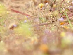 MS Shot of Hairy orange caterpillar moving through various fynbos along stony ground / Namaqualand, Northern Cape, South Africa Stock Footage