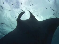Manta Rays Mexico  Stock Footage